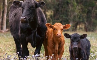 Cow attack left a 75 year old fearing for his life
